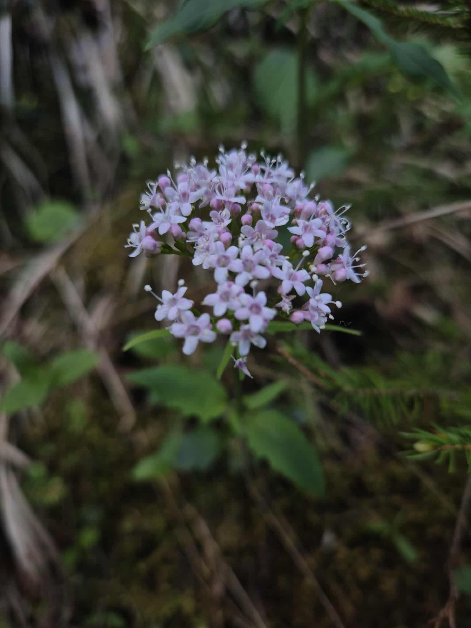 Description of the image
